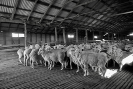Steam Plains Shearing 022439  © Claire Parks Photography